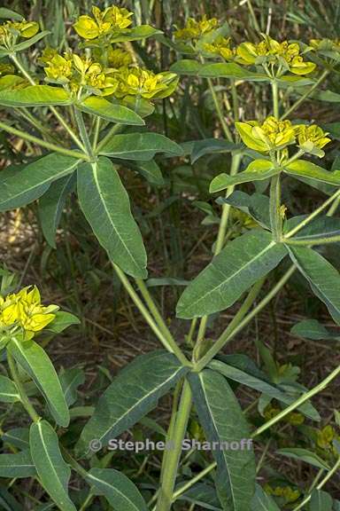 euphorbia oblongata 8 graphic